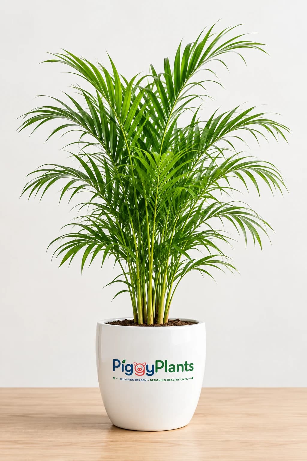 Areca Palm - Botanical Oxygen Ecosystem Plant