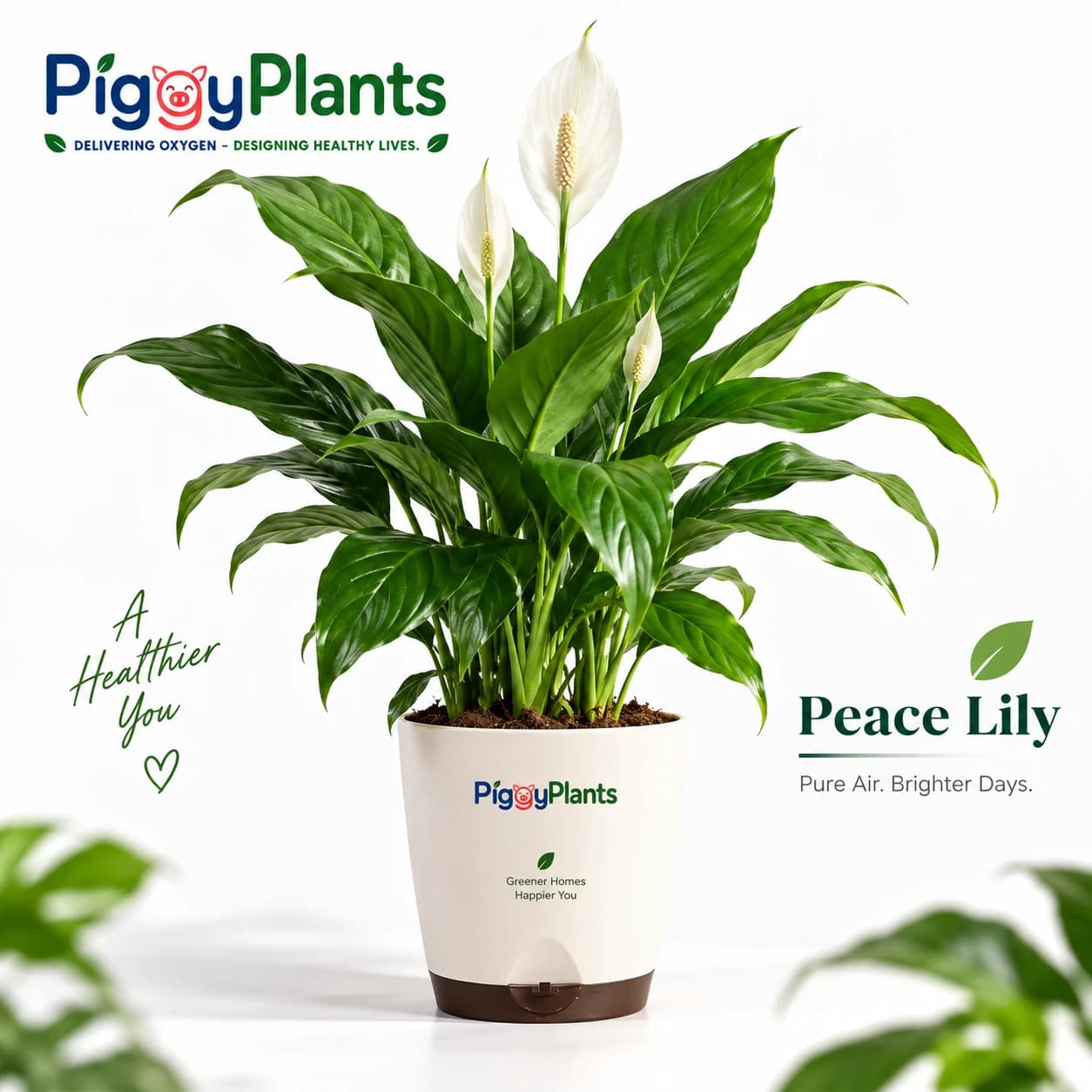 Peace Lily - Botanical Oxygen Ecosystem Plant