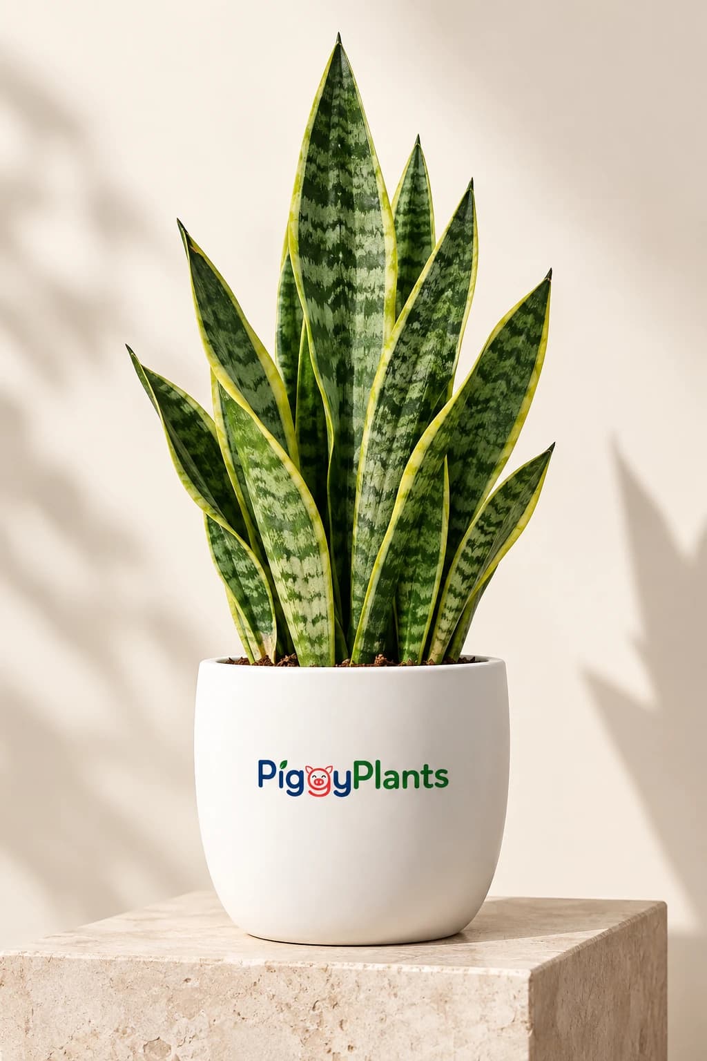 Snake Plant - Botanical Oxygen Ecosystem Plant